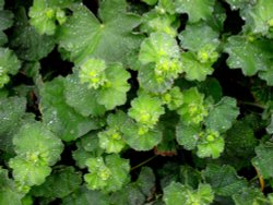 Ladies Mantle in the rain Wallpaper