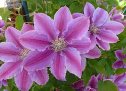 Clematis Wallpaper