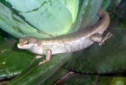 Jersey Zoo Wallpaper