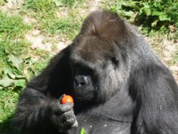 Jersey Zoo Wallpaper