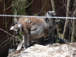 Jersey Zoo Wallpaper