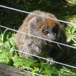 Jersey Zoo Wallpaper