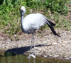 Jersey Zoo Wallpaper