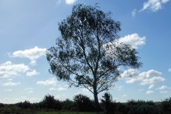 Tree Ttime Wallpaper