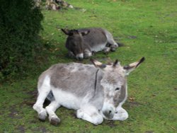 Caught napping Wallpaper