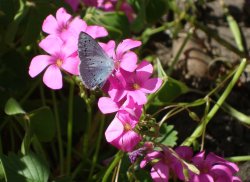 Holly Blue Butterfly on Oxalis. Wallpaper
