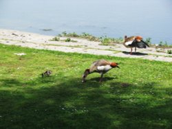 At Filby Broad Wallpaper