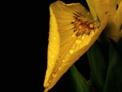 Yellow Flag with raindrops at Steeple Claydon, Bucks Wallpaper