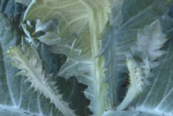 Huge wild Scottish Thistle at Radclive, Bucks Wallpaper