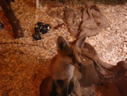 A beautiful fox cub Wallpaper