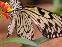 In the butterfly house Wallpaper