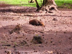 Happy as a pig in ..sunshine ! Wallpaper