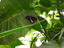 Sitting pretty Wallpaper