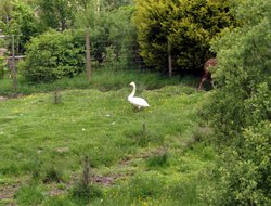 Big Goose at Exmoor Zoo.