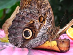 Banana smoothie ? Wallpaper