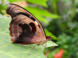 In the butterfly house Wallpaper