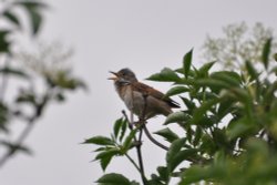 Whitethroat Wallpaper
