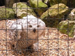 A watchful pair of eyes ! Wallpaper