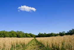 Path from Fradley Junction to Alrewas Hayes Wallpaper