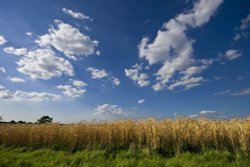 Fields near Alrewas Hayes Wallpaper