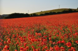 Poppy Field Wallpaper