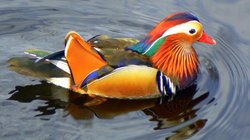 A very beautiful bird!