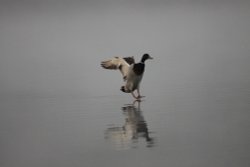 Pennington Flash Airport. Wallpaper