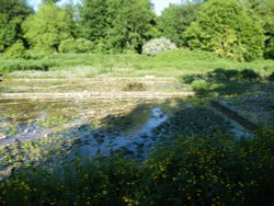 Old watercress beds at Alresford Wallpaper