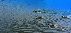 Ducks at Debdale Park