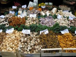 Great choice of mushrooms Wallpaper