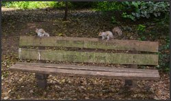 Edith's Friends Wallpaper