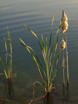 Rushes, Calvert Jubilee Nature Reserve, Buckinghamshire