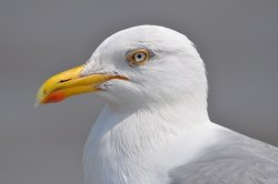 Herring Gull Wallpaper