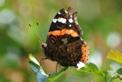 Red Admiral Wallpaper