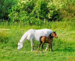 Horses near Brookhouse South Yorkshire Wallpaper