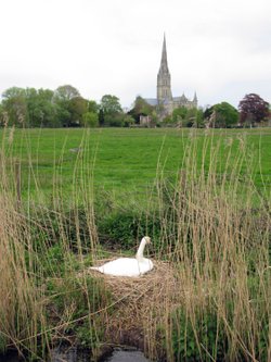 Hatching swan