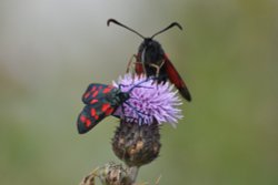Six Spot Burnets Wallpaper