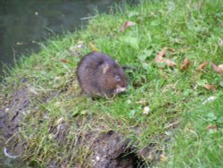 The Castle Vole Wallpaper