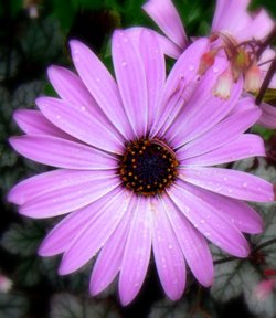 Flower in my garden!