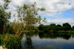 Summer on the Lake at Nidd. Wallpaper
