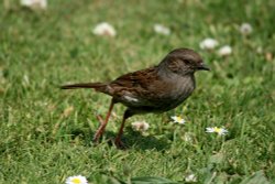 Dunnock.
