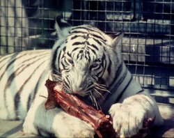 Bristol Zoo Wallpaper