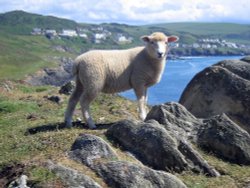South West Coast path from Morte Point to Woolacoombe