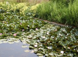 Lillies in the moat. Wallpaper