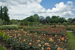 Queen Mary's Rose Garden Wallpaper