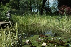 Water Lillies Wallpaper