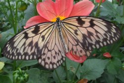 Wye Valley Butterfly Zoo Wallpaper
