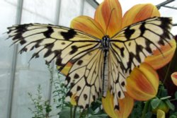 Wye Valley Butterfly Zoo Wallpaper
