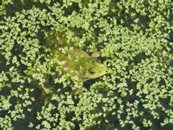 Lost in weed Wallpaper