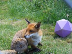 What do I do with it again? Wallpaper